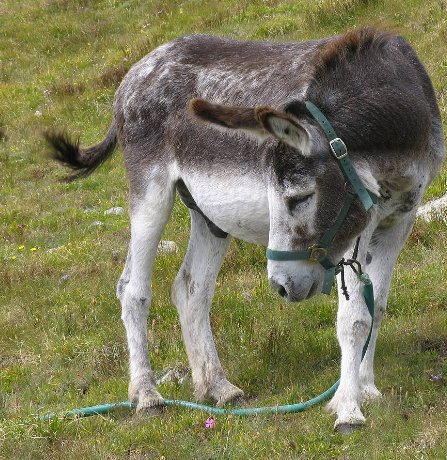 رؤية الحمار الصغير في المنام
